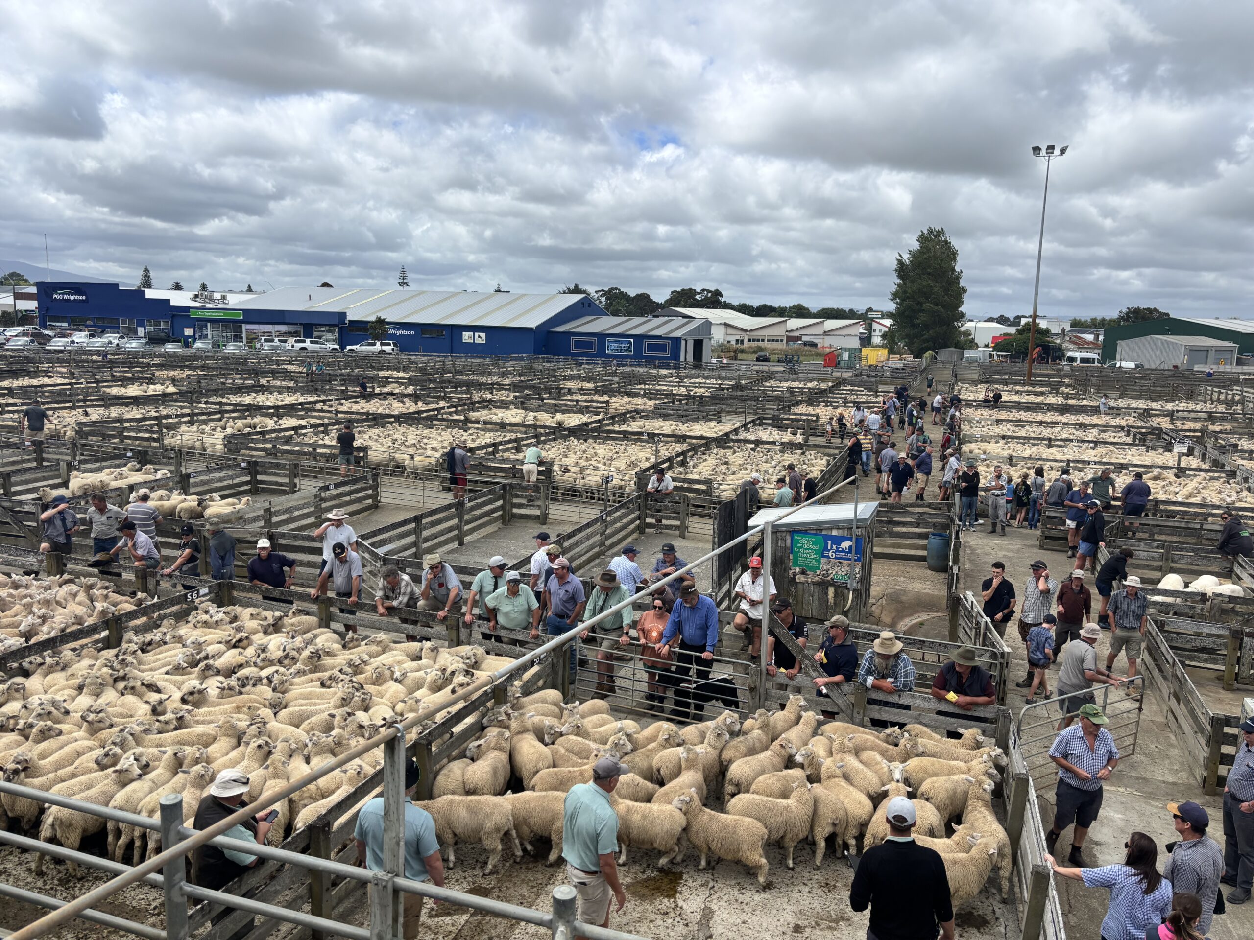 New pricing vigour as store lamb market firms