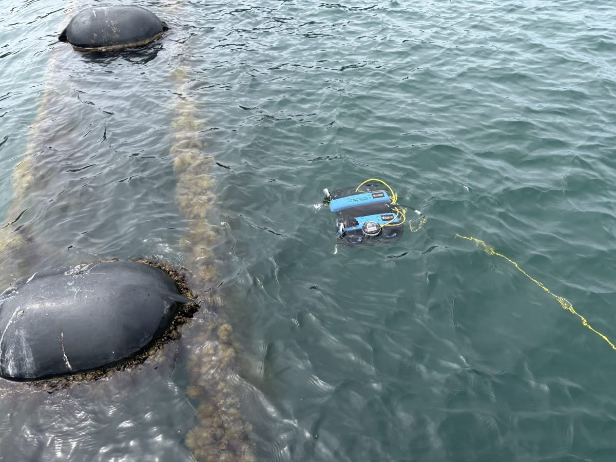 Marine farmers using AI to find out what’s happening under water