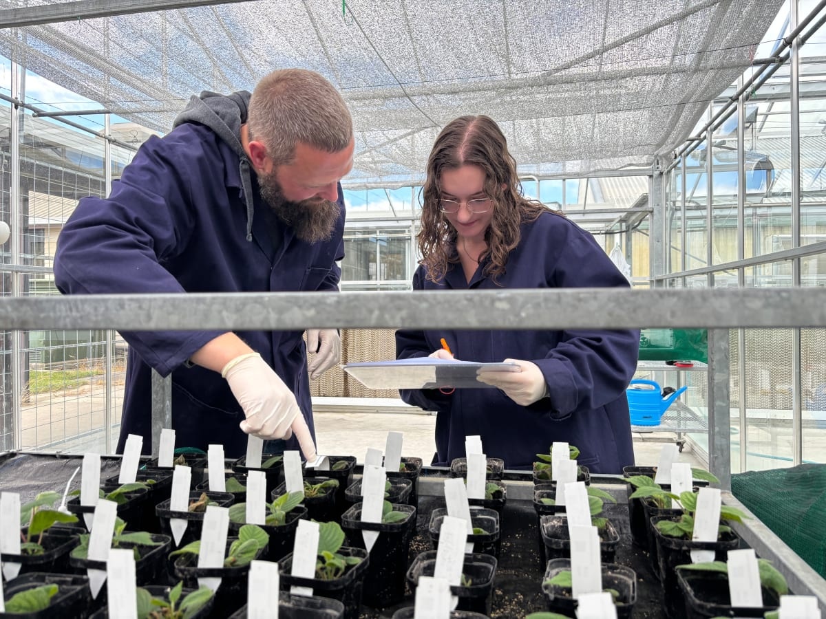 The complex Cook Strait border for kiwifruit plants