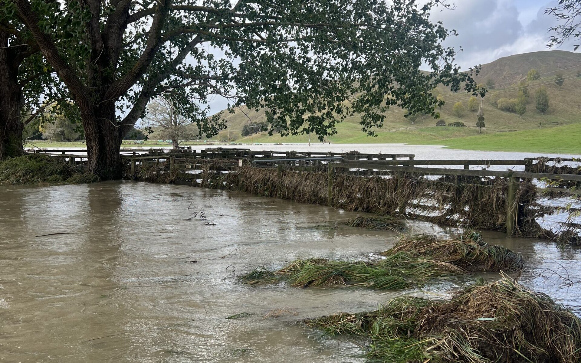 Cows, calves swim to safety after Hawke’s Bay downpour