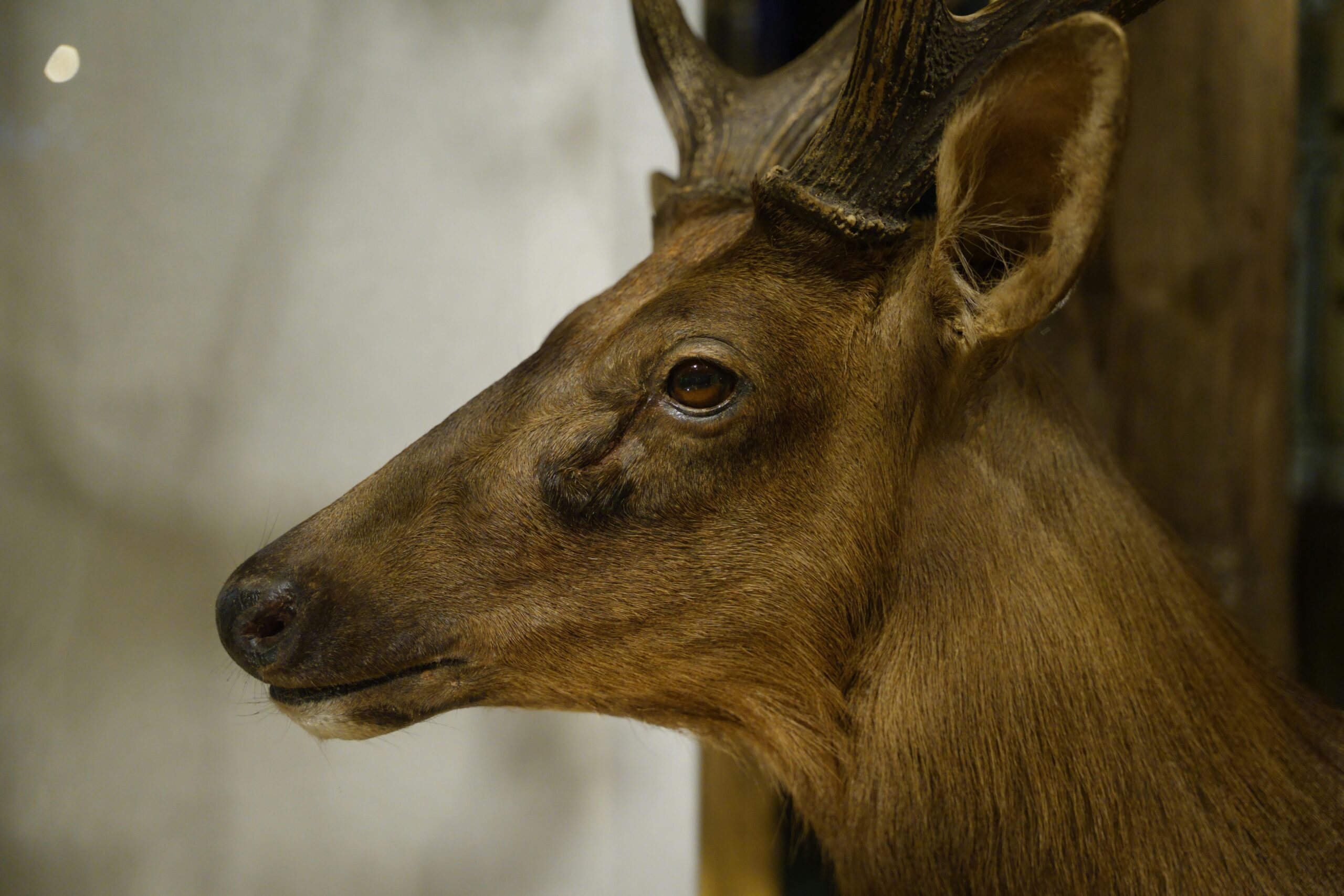 Busy season underway for taxidermists and wild game butchers