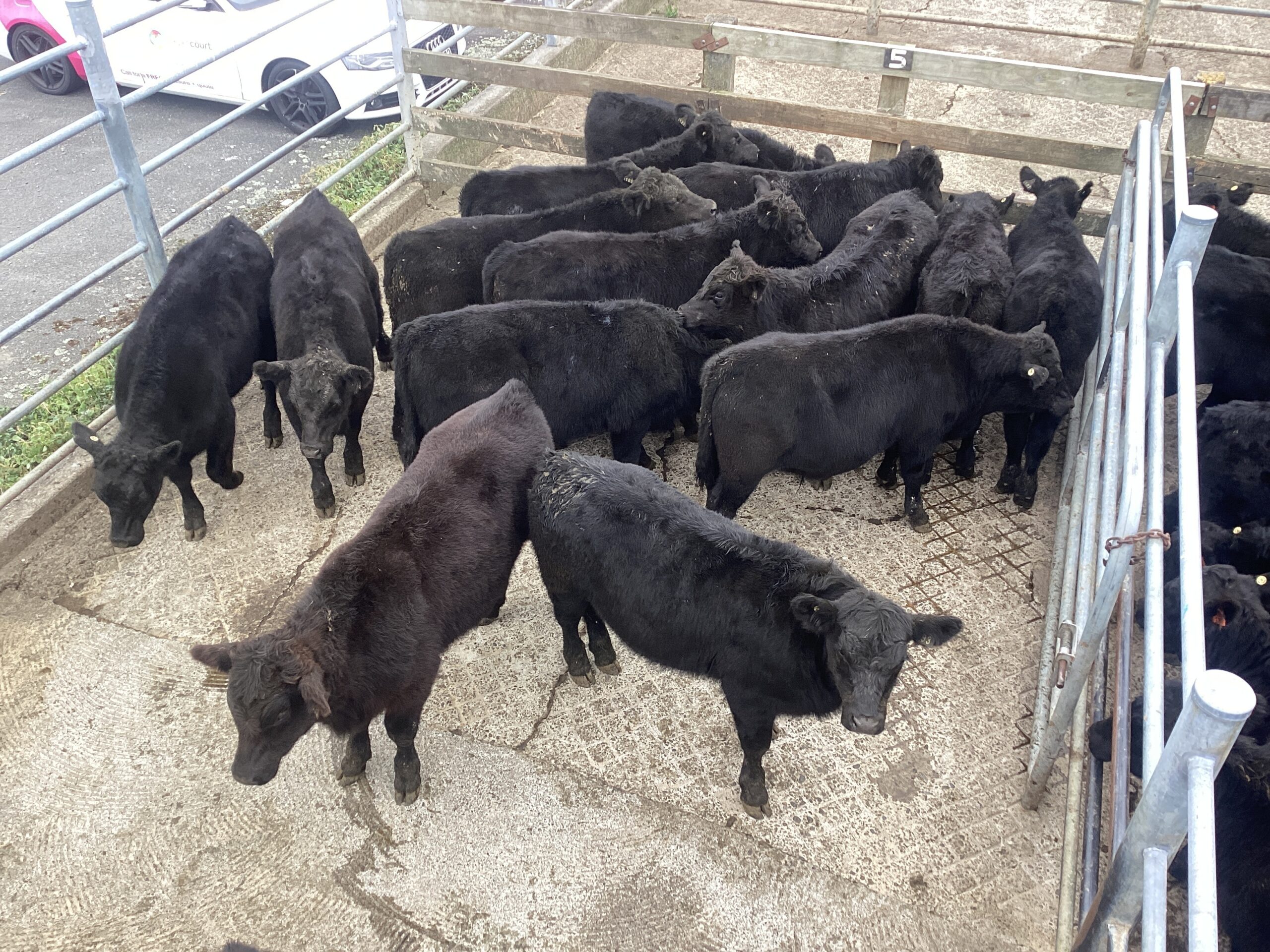 Will this weaner fair season have a hook tail too?