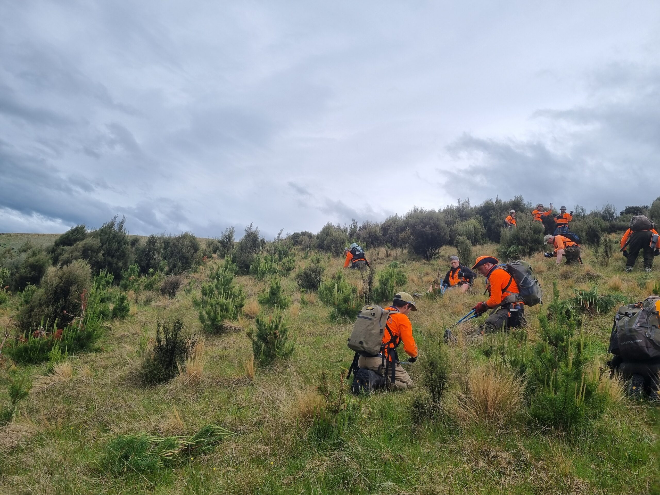 Douglas Fir wilding a growing risk in Southland