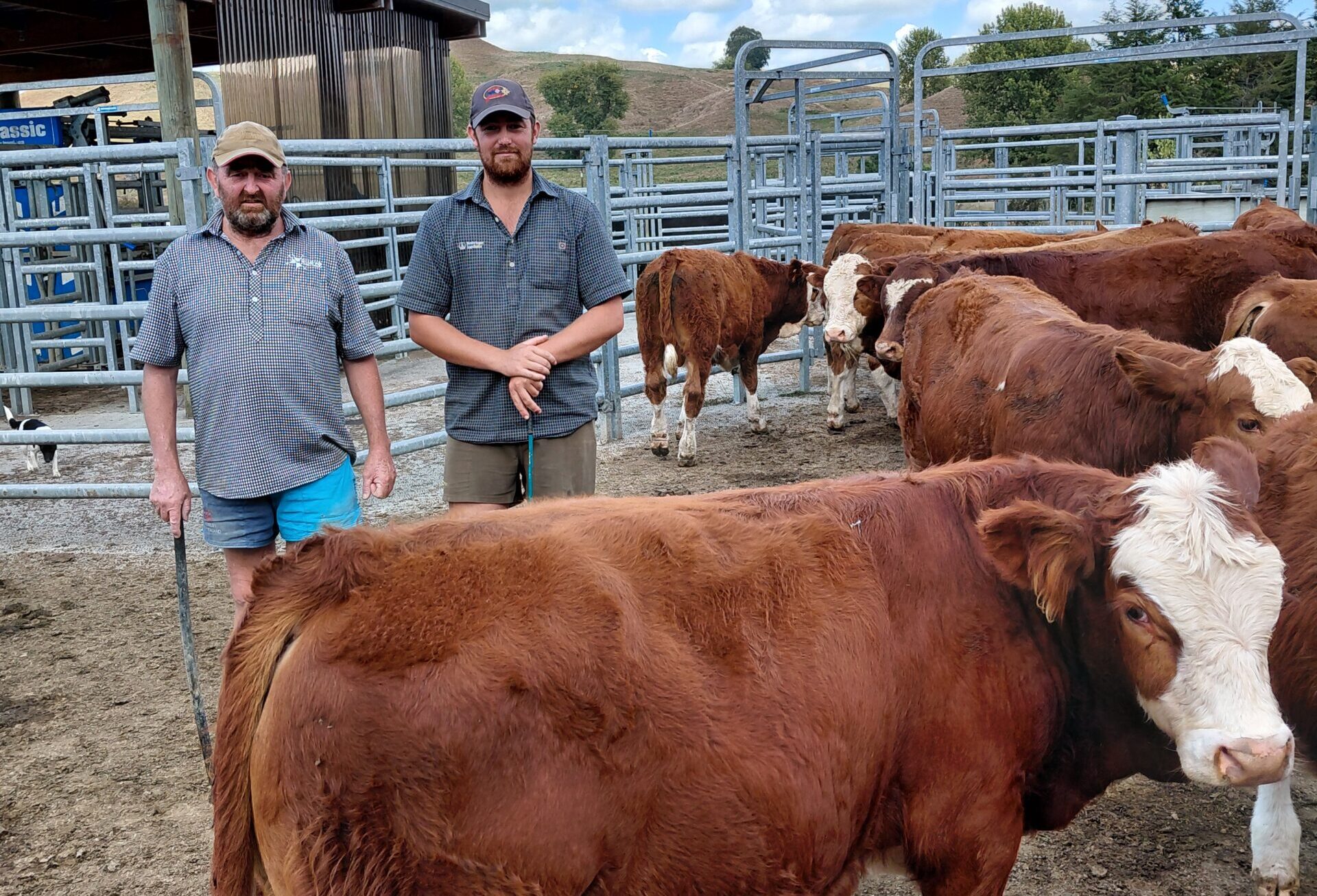 Next generation takes reins at King Country’s Potawa Simmentals