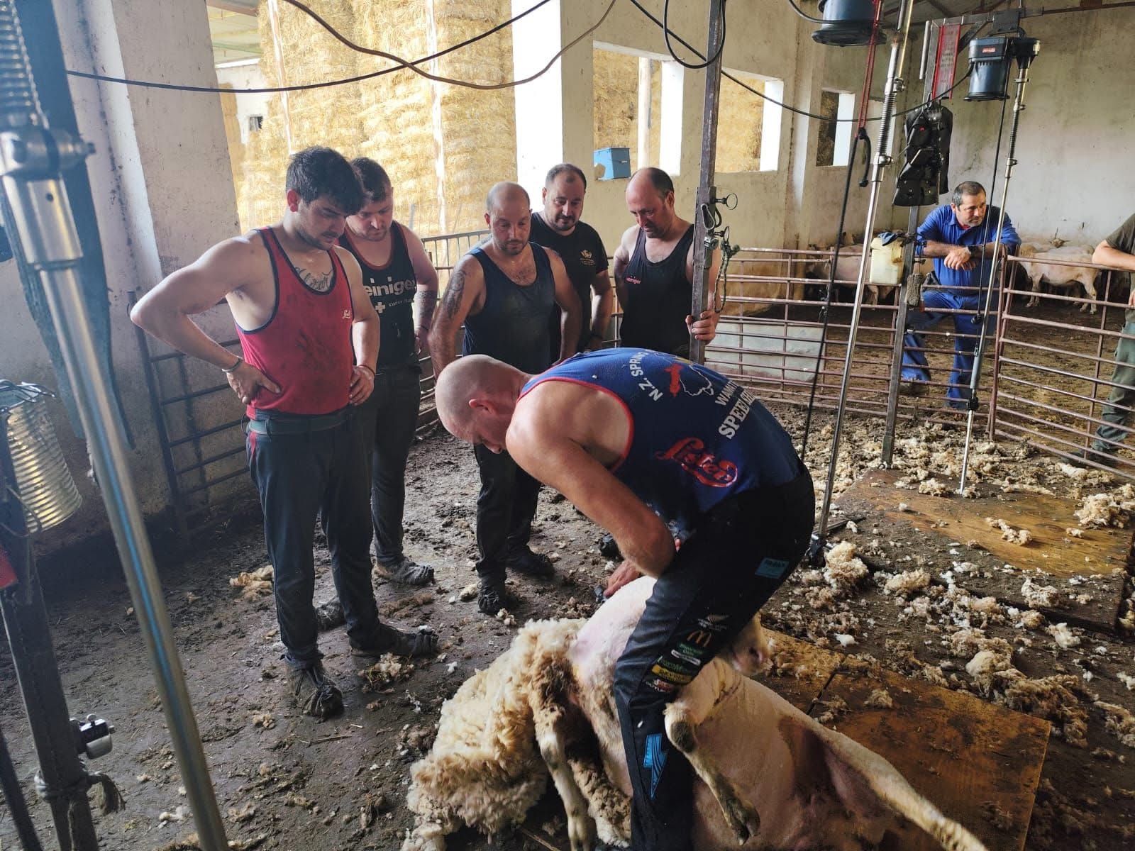Shearing, my golden ticket to the world