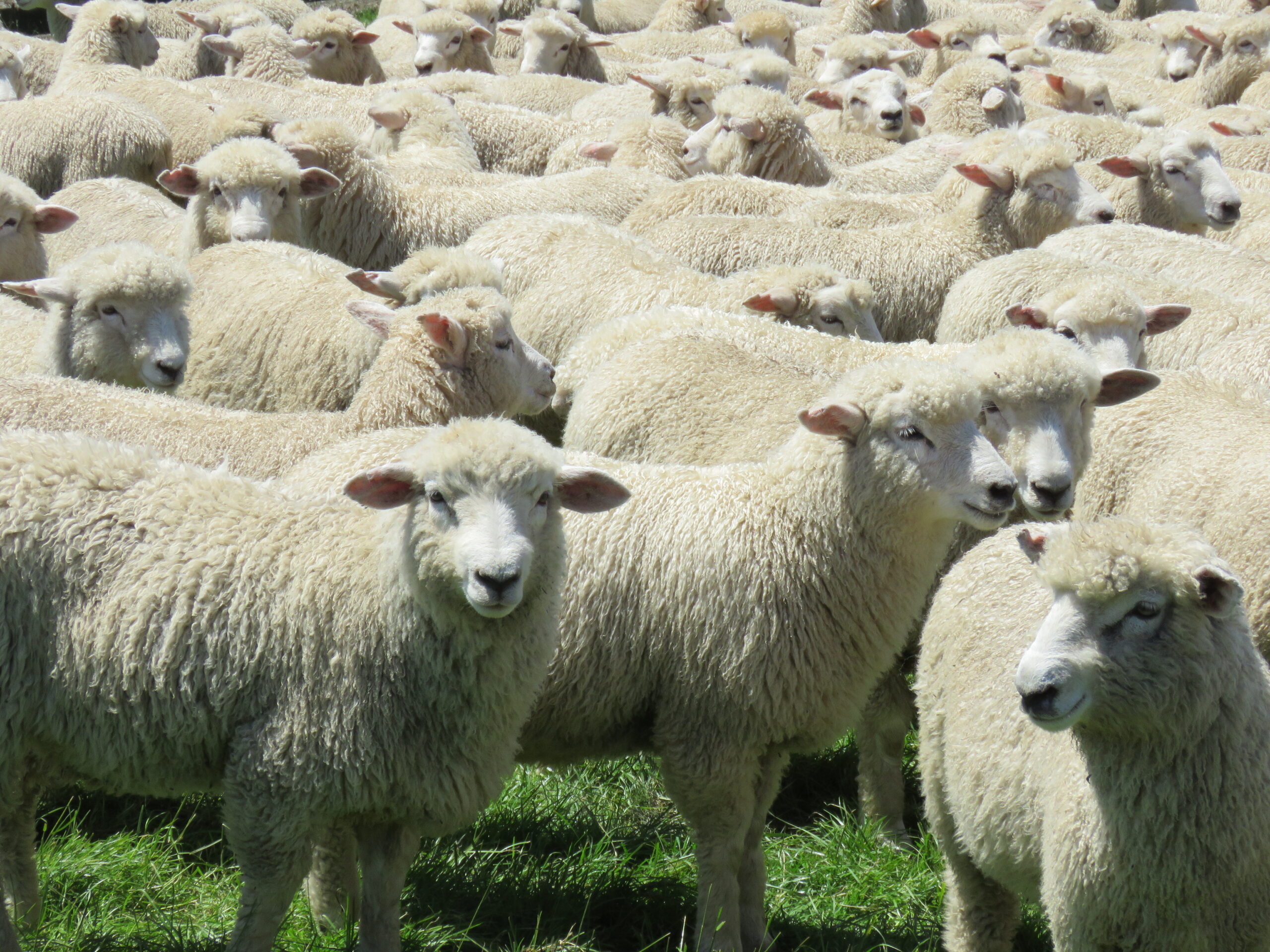 Sheep genetics seal top science award