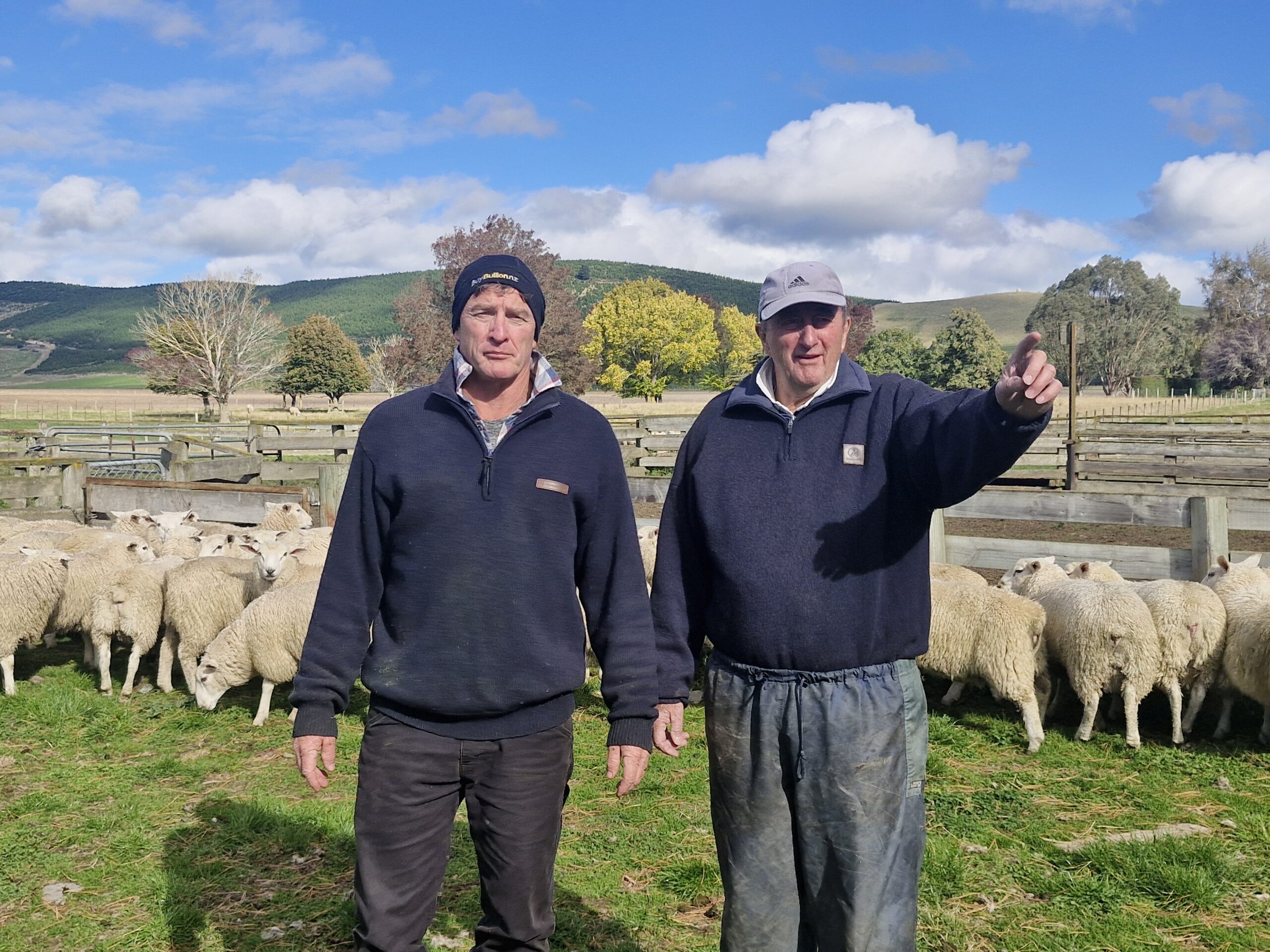Elite sheep that deliver on both meat and wool