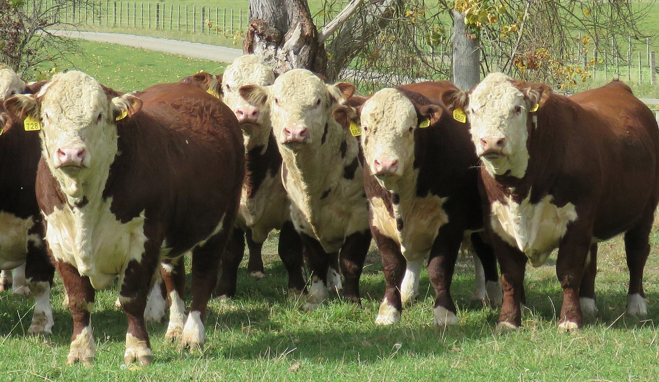 Bulls that work in the paddock and on paper