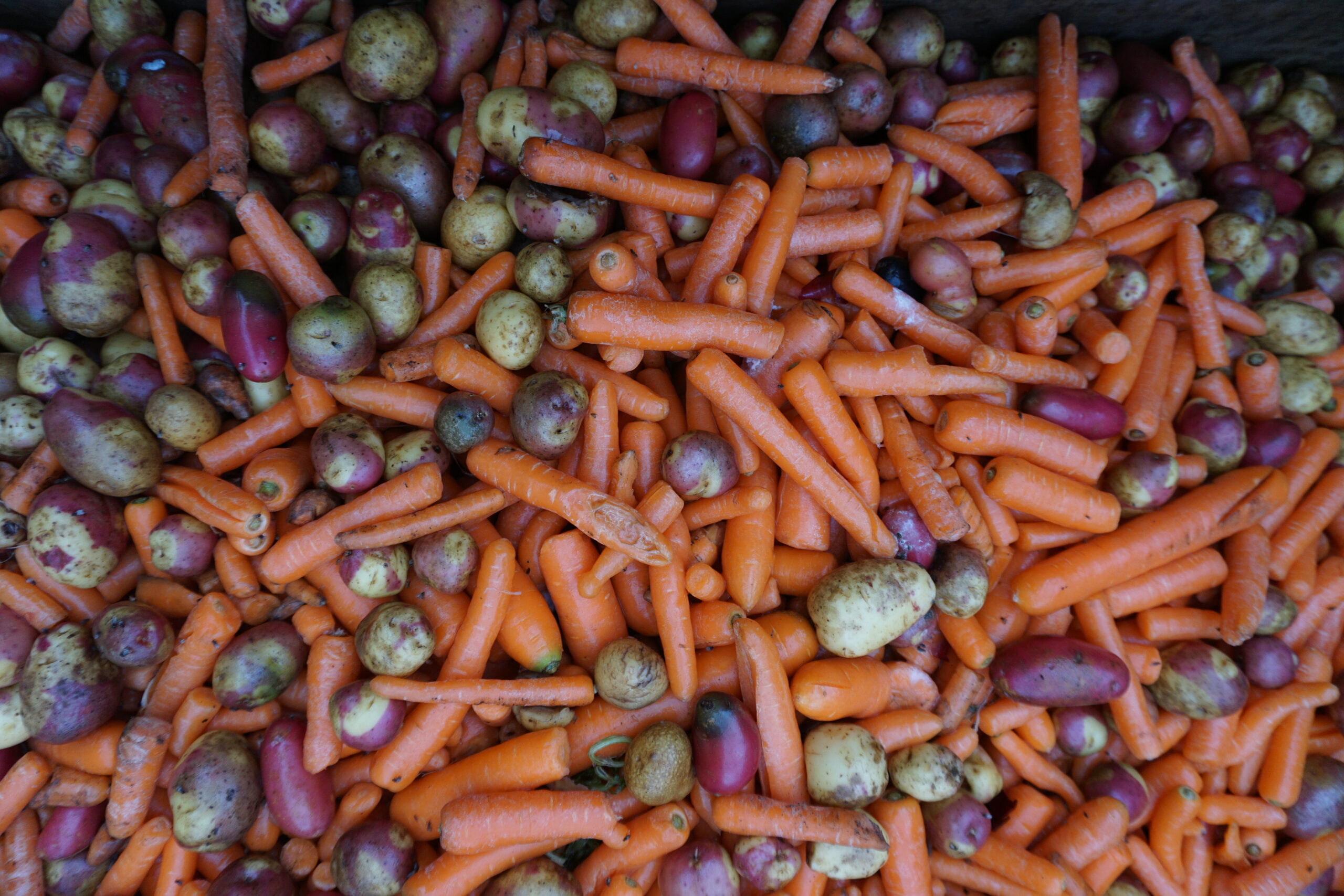 Waste an opportunity for veg grower AS Wilcox