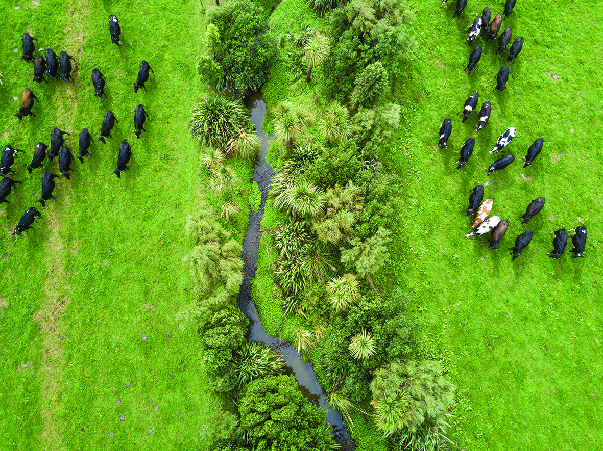 Rangitīkei Rivers field day to focus on waterway restoration