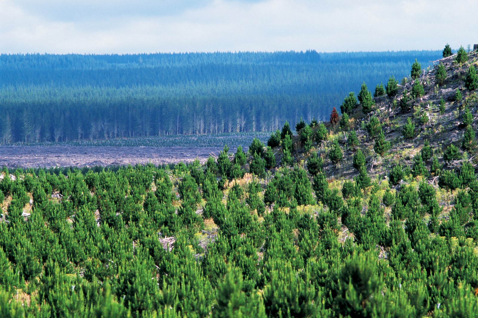 Can we bank on carbon credits?