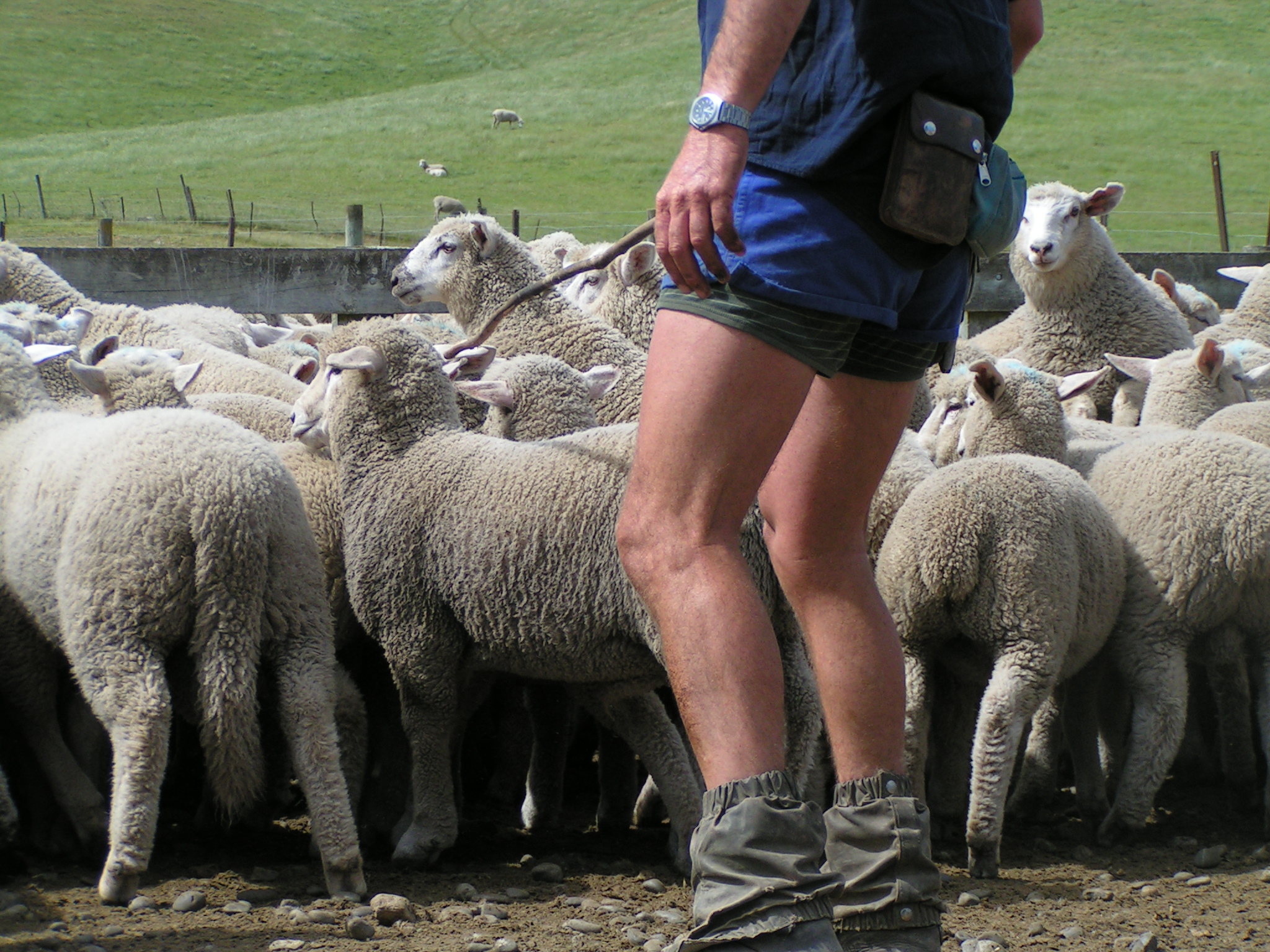 The world and the lamb price have gone mad