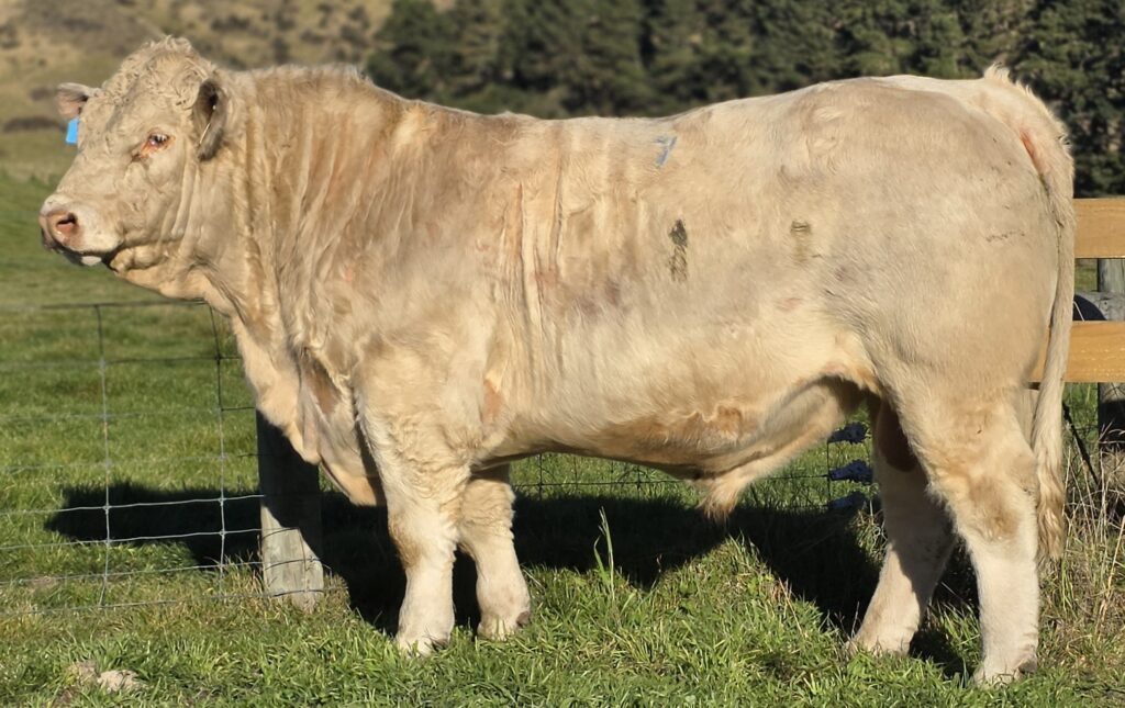 Beige cow standing in a grassy pasture beside a fence, facing left with a blue ear tag visible in sunlight.