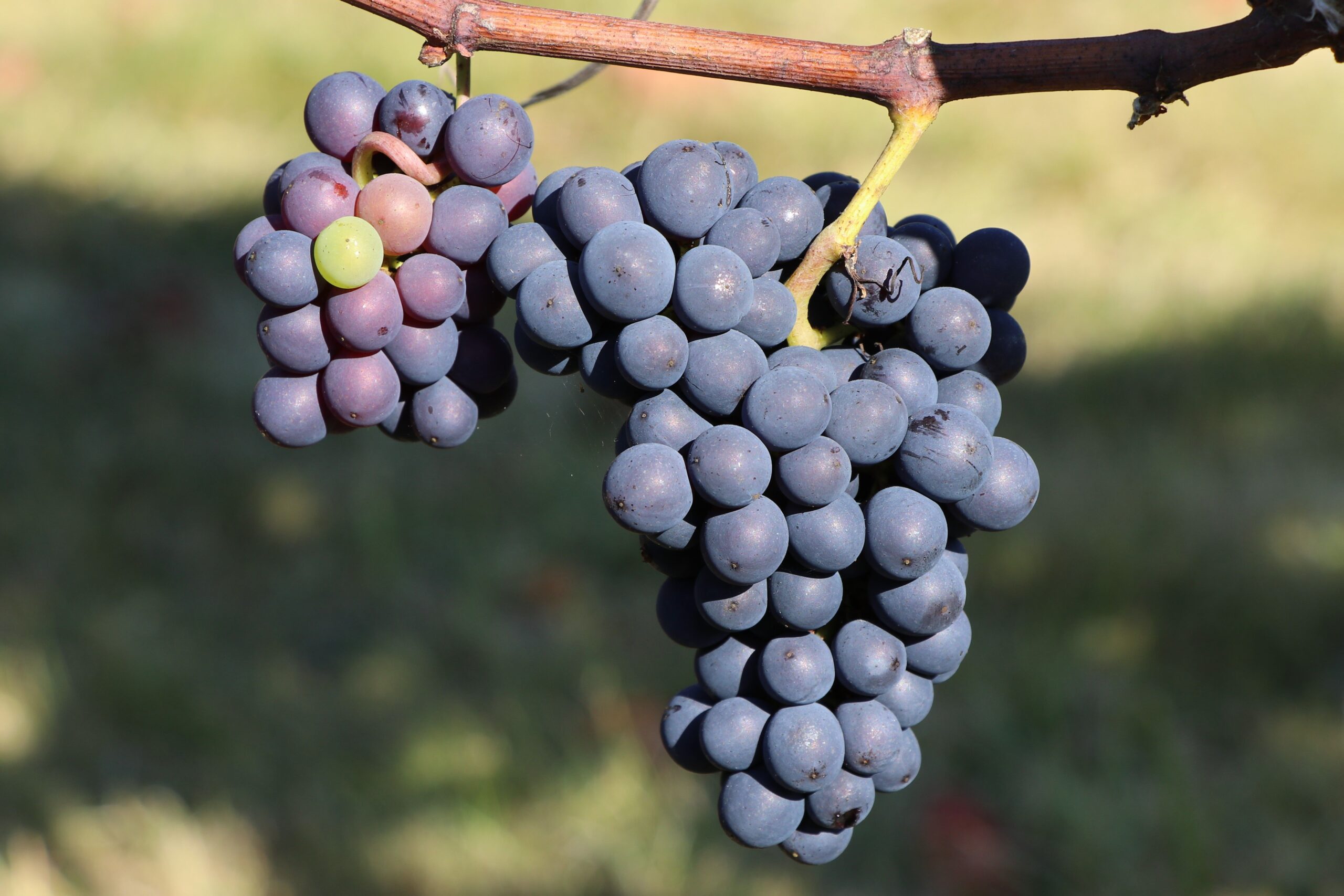 Wine industry forced to adapt as drinking habits change