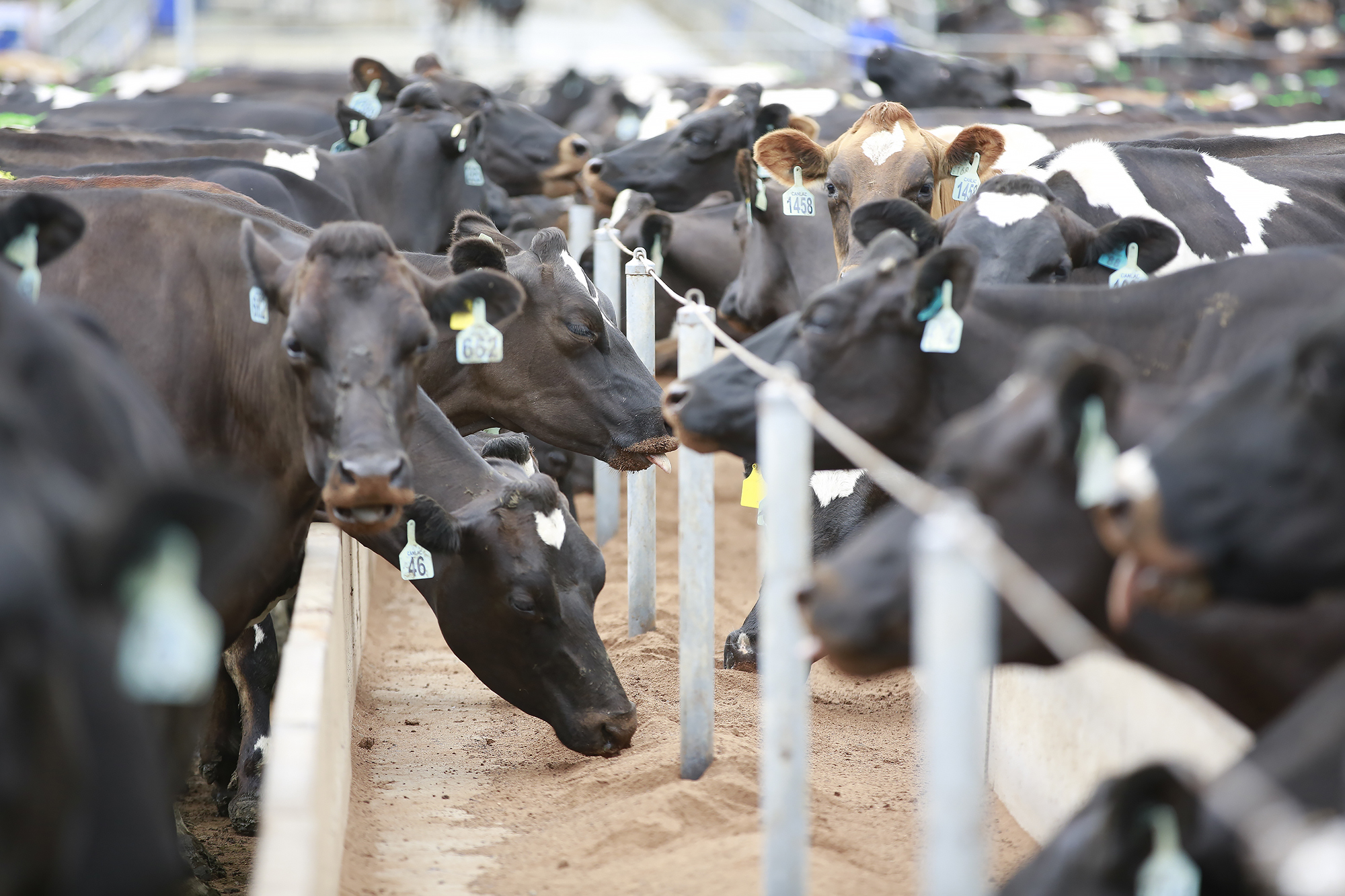 Dairy farmers losing pasture skills, warns ag economist