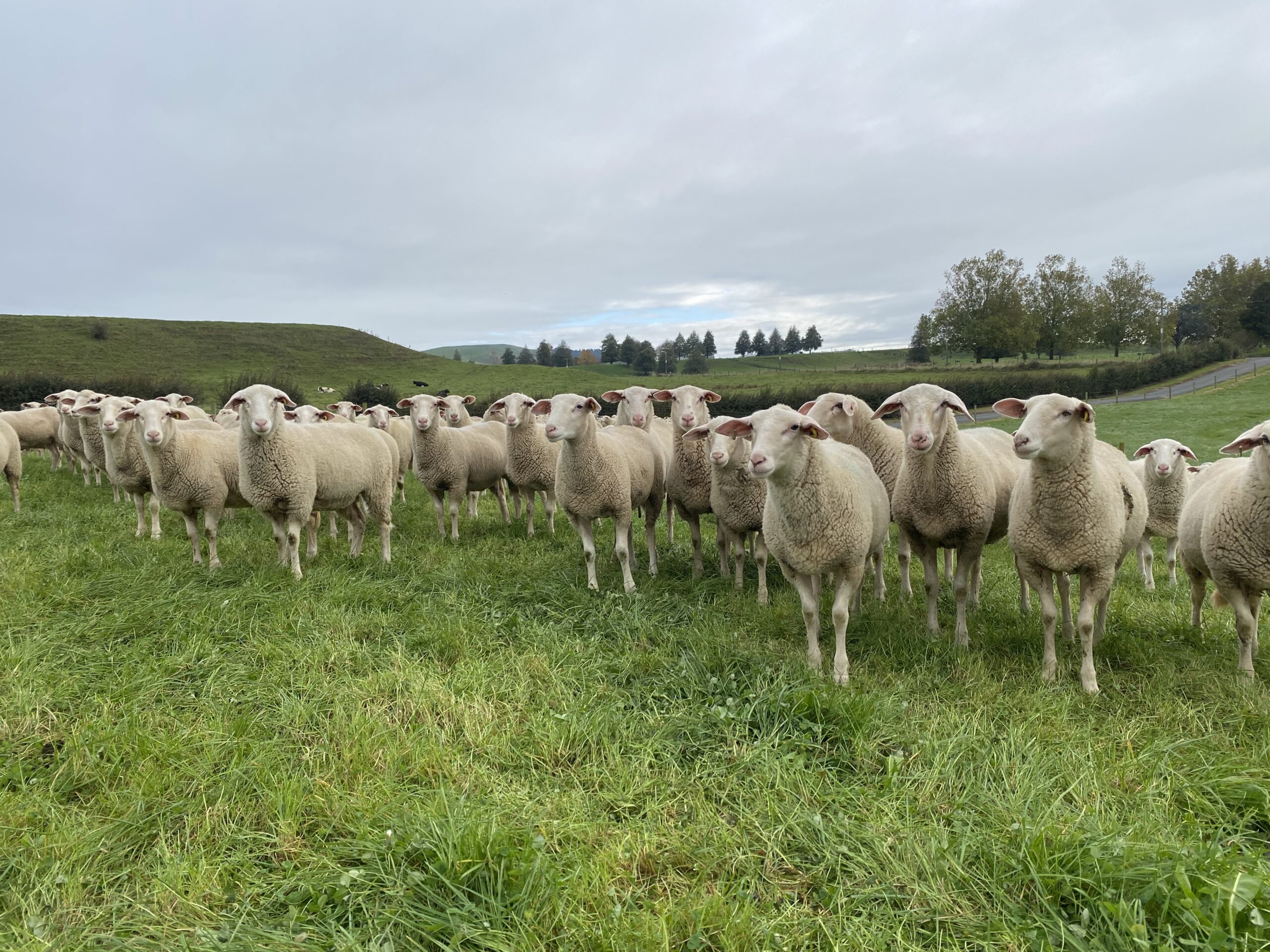 Spring Sheep partners with China group
