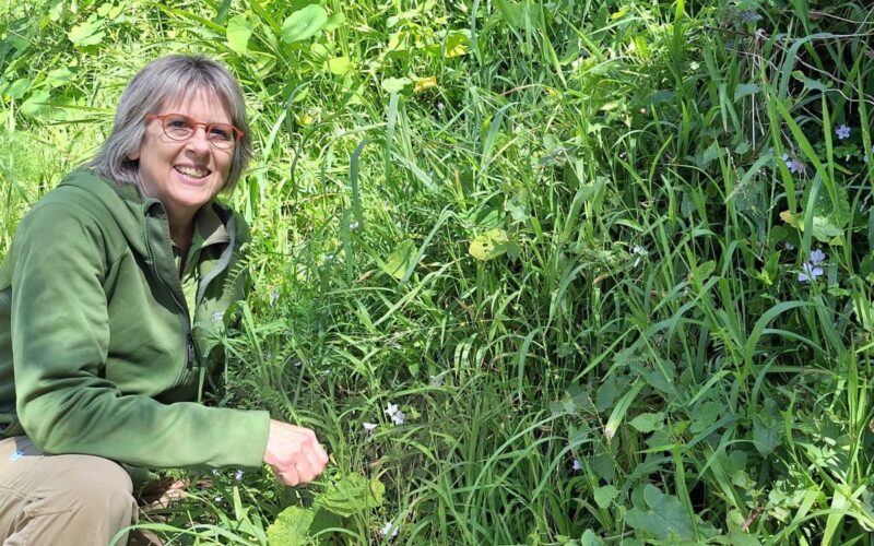 New Digital Tool Helps Protect New Zealand’s Environment from Invasive Weeds