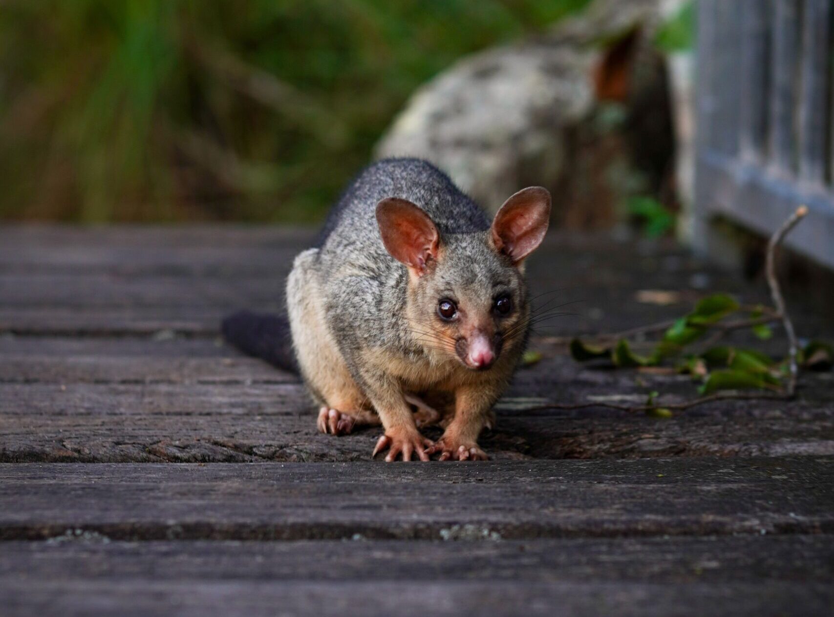 Photo Generic Free Pohangina PestFest to help landowners tackle pests
