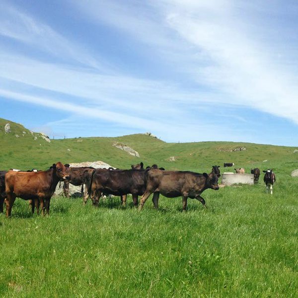 Strong wool prices climb as Australian buyers step in